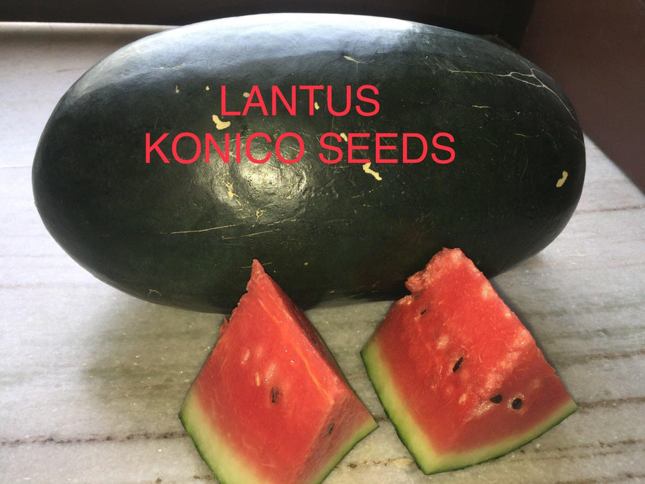Lantus F1 Hybrid IceBox Watermelon - High-Yield, Disease-Tolerant Fruit Seed | Konico Seeds - Farmers Stop