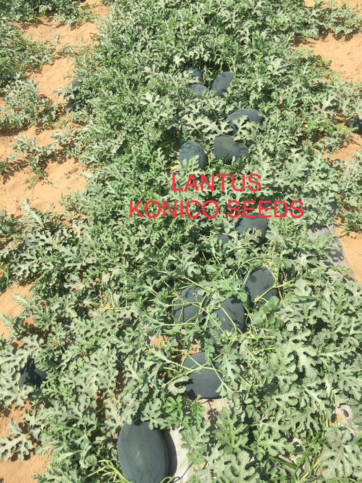 Lantus F1 Hybrid IceBox Watermelon - High-Yield, Disease-Tolerant Fruit Seed | Konico Seeds - Farmers Stop