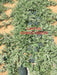 Lantus F1 Hybrid IceBox Watermelon - High-Yield, Disease-Tolerant Fruit Seed | Konico Seeds - Farmers Stop