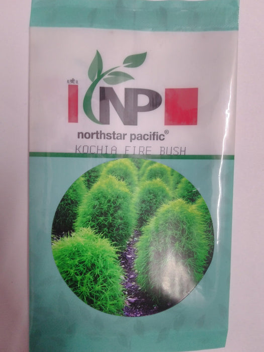 Kochia Fire Bush (North Star) - Farmers Stop