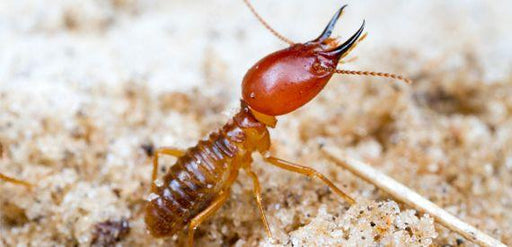 Termiseal® Plus Do-it-yourself termite control solution (PCI) - Farmers Stop