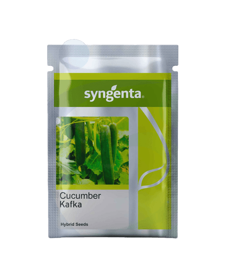 Kafka F1 Hybrid Cucumber (Syngenta) - Farmers Stop