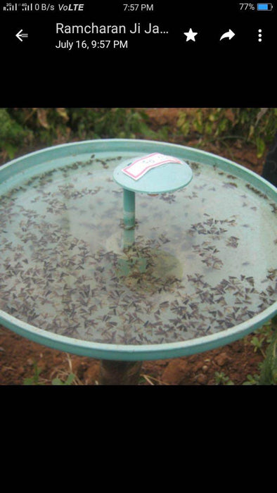 Pheromone Lures (PCI) - Farmers Stop