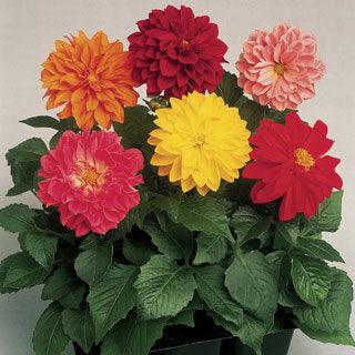 Fresco Formula Mix Dahlia F1 Hybrid (Goldsmith/SFlowers) - Farmers Stop