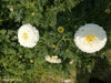 White Moon/वाइट मून  Bijeeli Pure White Flower Seeds (Konico Seeds) - Farmers Stop