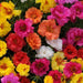 Happy Hour™ Mixture Portulaca (PanAmerican/Asiapacific) - Farmers Stop
