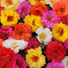 Happy Trails™ Mixture Portulaca (PanAmerican) - Farmers Stop