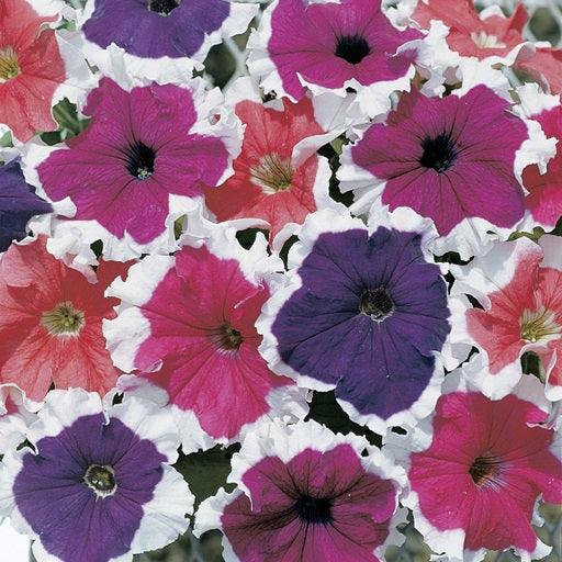 Frost™ Mix - Petunia (Goldsmith/SFlowers) - Farmers Stop