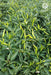 VNR 1366 F1 Hybrid Chilli (VNR Seed's) - Farmers Stop