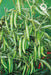 VNR 305 F1 Hybrid Chilli (VNR Seed's) - Farmers Stop