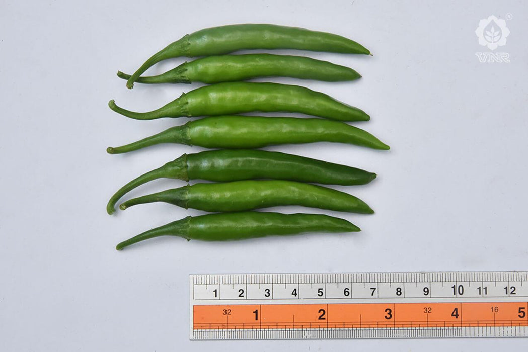 VNR 305 F1 Hybrid Chilli (VNR Seed's) - Farmers Stop