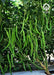 VNR G-592 F1 Hybrid Chilli (VNR Seed's) - Farmers Stop