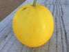 Vento/वेंटो F1 Hybrid Yellow Muskmelon (Konico Seeds) - Farmers Stop