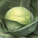 Puma/पुमा Cabbage (Sakata) - Farmers Stop