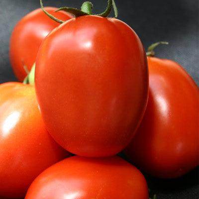 TO-1057 F1 HYBRID Tomato (Syngenta) - Farmers Stop
