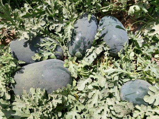 Kyoto 001 Hybrid Watermelon (Takii Seeds) - Farmers Stop