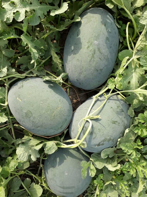 Kyoto 001 Hybrid Watermelon (Takii Seeds) - Farmers Stop