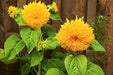 Imported Teddy Bear Sunflower Ornamental (Garden Festival) - Farmers Stop