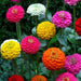 Zinnia elegans Liliput OP Mix - Farmers Stop