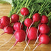 Imported Scarlet Round Red Radish Good Tests Seeds - Farmers Stop
