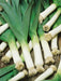 Imported Leek American Flag Seeds for Quality Produce - Farmers Stop