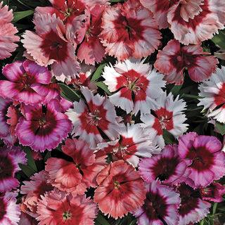 Dianthus Super Parfait™/Elation Mix (Goldsmith/SFlowers) - Farmers Stop