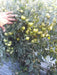 Hard Rock F1 Hybrid Tomato (Syngenta) - Farmers Stop