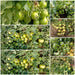 Hard Rock F1 Hybrid Tomato (Syngenta) - Farmers Stop