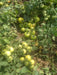 Hard Rock F1 Hybrid Tomato (Syngenta) - Farmers Stop