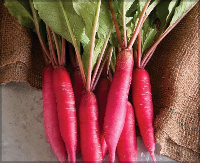 Red Long Radish Improved Quality - Farmers Stop