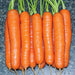 Kuroda Type Best Quality Carrot - Farmers Stop