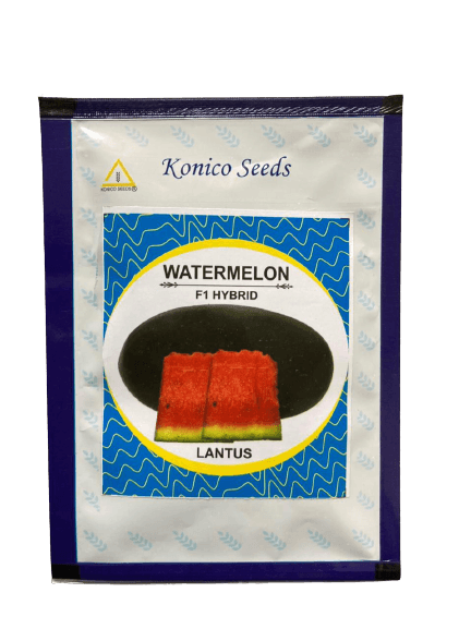 Lantus F1 Hybrid IceBox Watermelon - High-Yield, Disease-Tolerant Fruit Seed | Konico Seeds - Farmers Stop