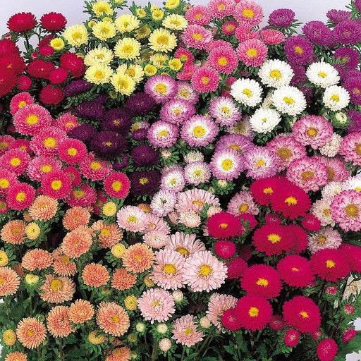 Matsumoto Aster Callistephus chinensis (Sakata/AsiaPacific) - Farmers Stop