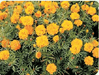 Pusa Arpita French Marigold - Farmers Stop