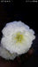 White Moon/वाइट मून  Bijeeli Pure White Flower Seeds (Konico Seeds) - Farmers Stop
