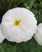 White Moon/वाइट मून  Bijeeli Pure White Flower Seeds (Konico Seeds) - Farmers Stop