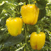 Capsicm Yellow Best Quality Hybrid F1 Seeds  (Garden Festival) - Farmers Stop