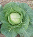 Cabbage Green Hybrid F1 Seeds  (Garden Festival) - Farmers Stop