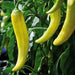 Hungarian Chilli Hybrid F1 Seeds - Farmers Stop