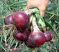 Improved Onion Red Colored Seeds - Farmers Stop