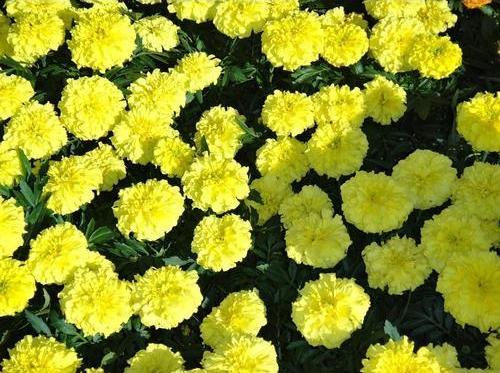 Lemon Go Commercial Zafri French Marigold (Konico Seed's) - Farmers Stop