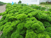 Herb Parsley Hybrid Quality Seeds - Farmers Stop