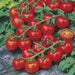 Red Cherry F1 Hybrid Tomato - Farmers Stop