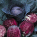 Red Cabbage Best Quality Hybrid Seeds - Farmers Stop