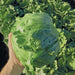 Lettuce Iceberg Quality Seeds - Farmers Stop