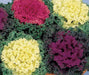 Ornamental Cabbage Nagoya Mix Flower Seeds (SAKATA) - Farmers Stop