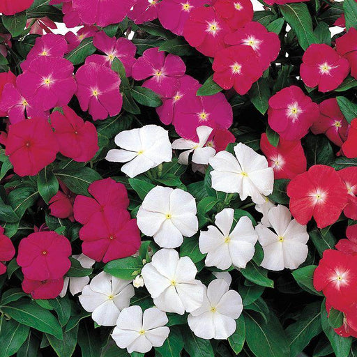 Victory Vinca (Catharanthus roseus) (Sakata) - Farmers Stop