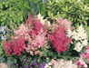 Astary® (Astilbe arendsii) Mix (Benary) - Farmers Stop