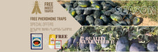Lantus F1 Hybrid IceBox Watermelon - High-Yield, Disease-Tolerant Fruit Seed | Konico Seeds - Farmers Stop