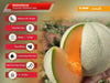 Madhuraja/मधुराजा F1 Hybrid Muskmelon (Nunhems) - Farmers Stop